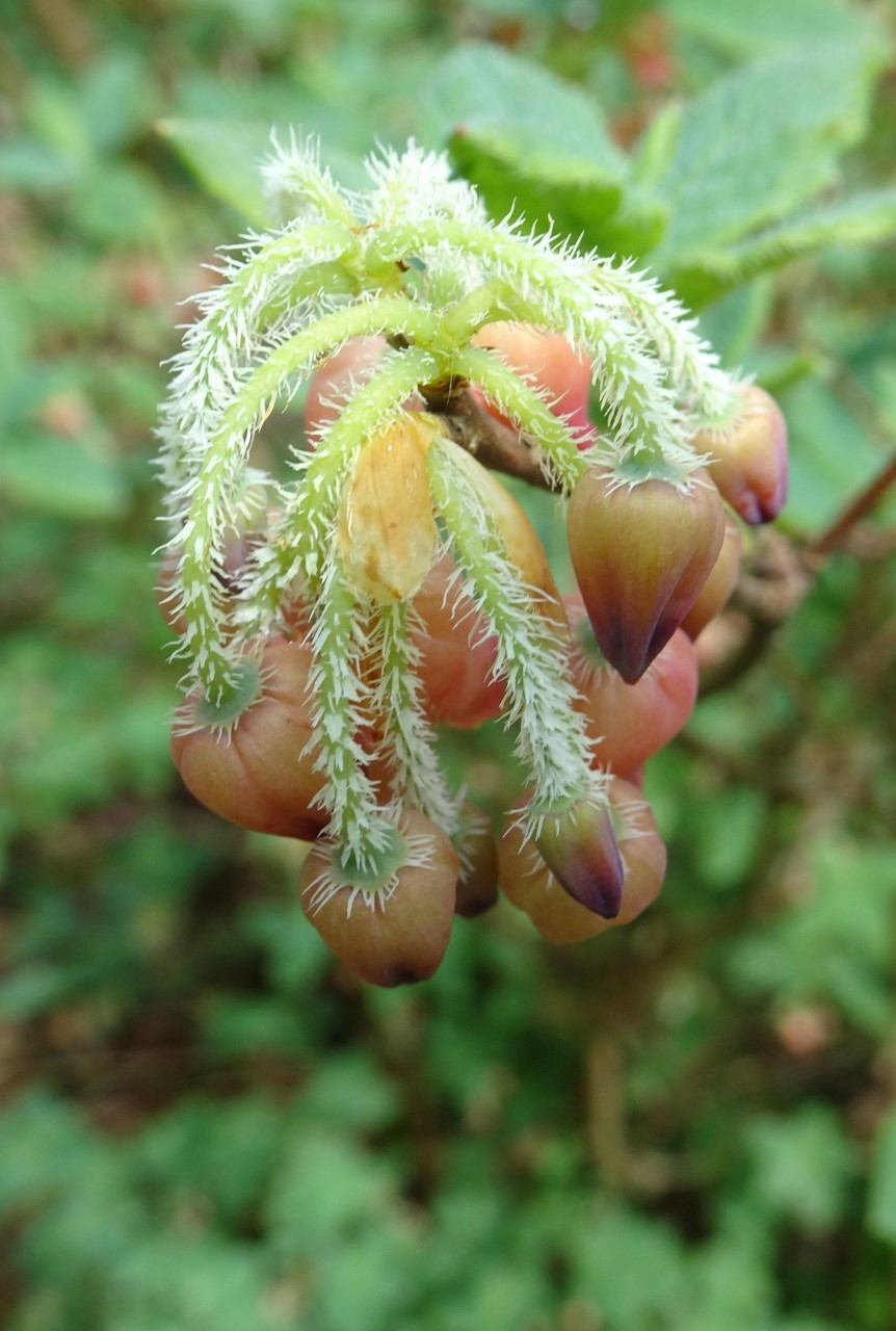 'Spring Morning' (formerly Menziesia)